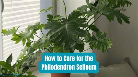 philodendron selloum moss pole|Grow a Thriving Philodendron Selloum: Expert Care .